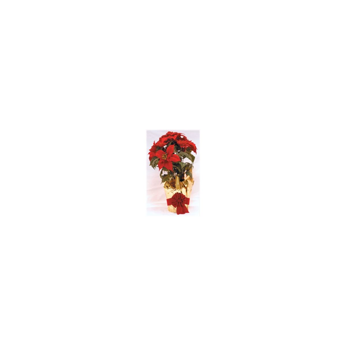 Poinsettia Live Plant