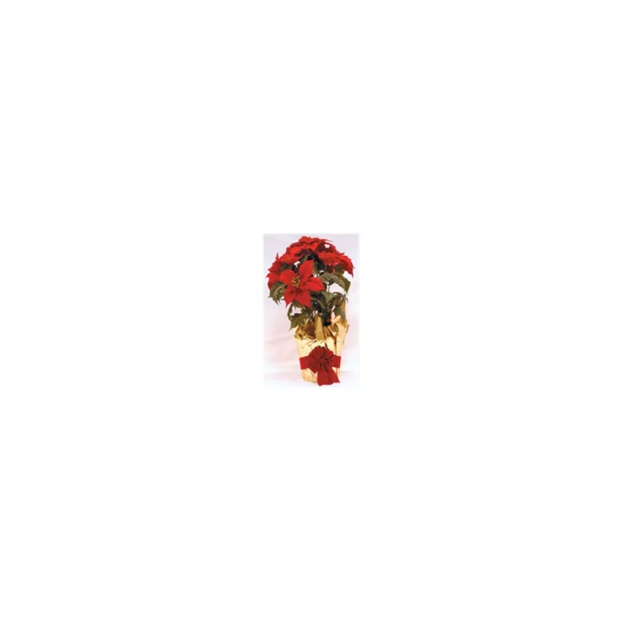 Poinsettia Live Plant Poinsettia Live Plant